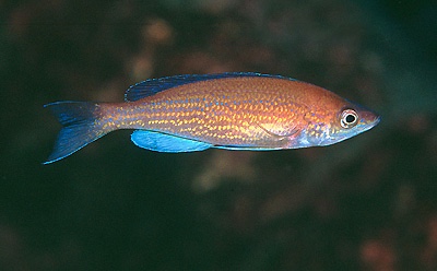 Cyprichromis pavo 'Chituta Bay'